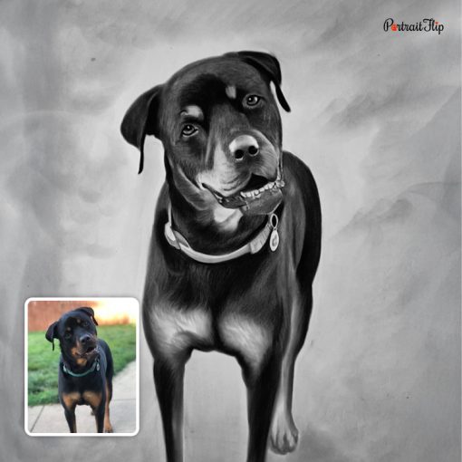 Dog Pencil Portraits