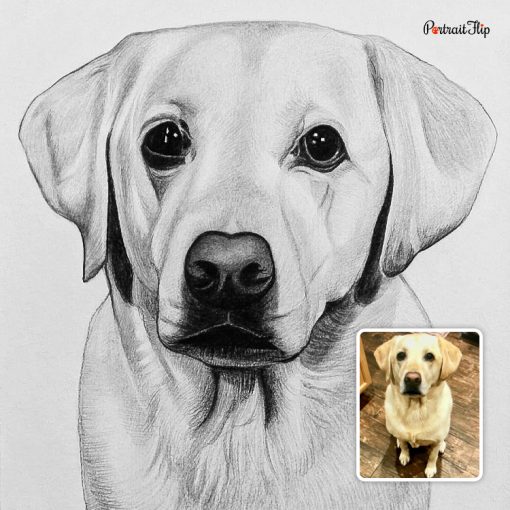 Dog Pencil Sketch