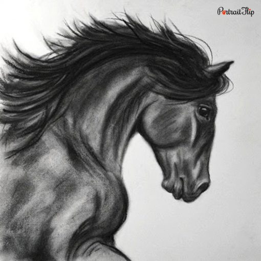Horse Charcoal Portraits