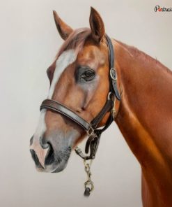 Horse Colored Pencil Portrait