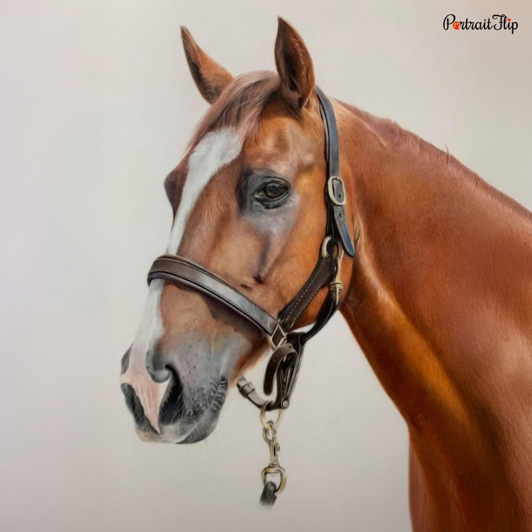 Horse Colored Pencil Portrait