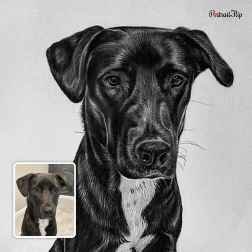 Photo to Dog Charcoal Portraits