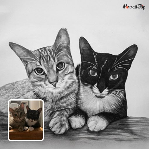 Cat Pencil Portraits - Image 3