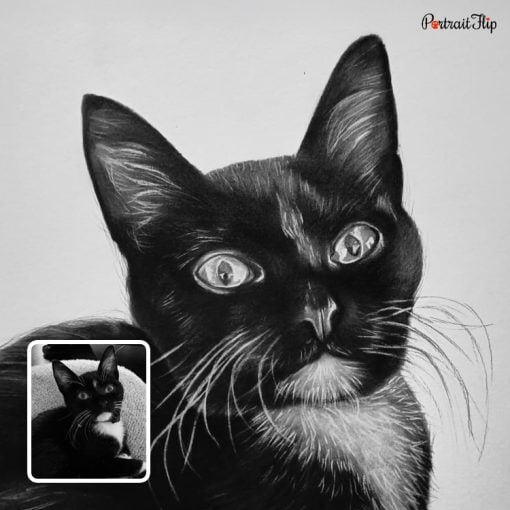 cute cat charcoal portrait