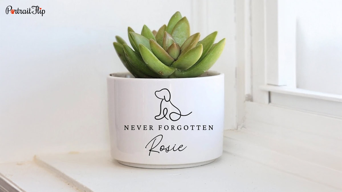 a pet memorial plant as a gift for the loss of a pet