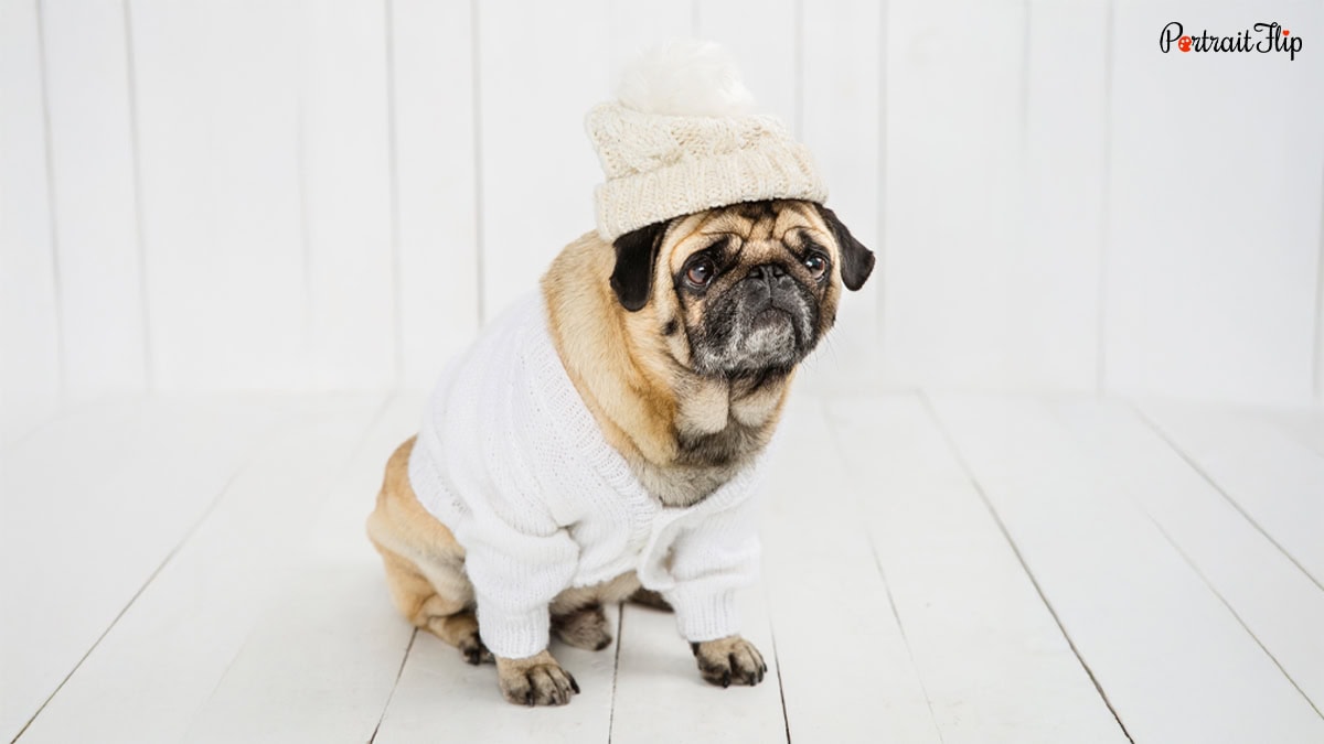 Cozy Dog Sweaters