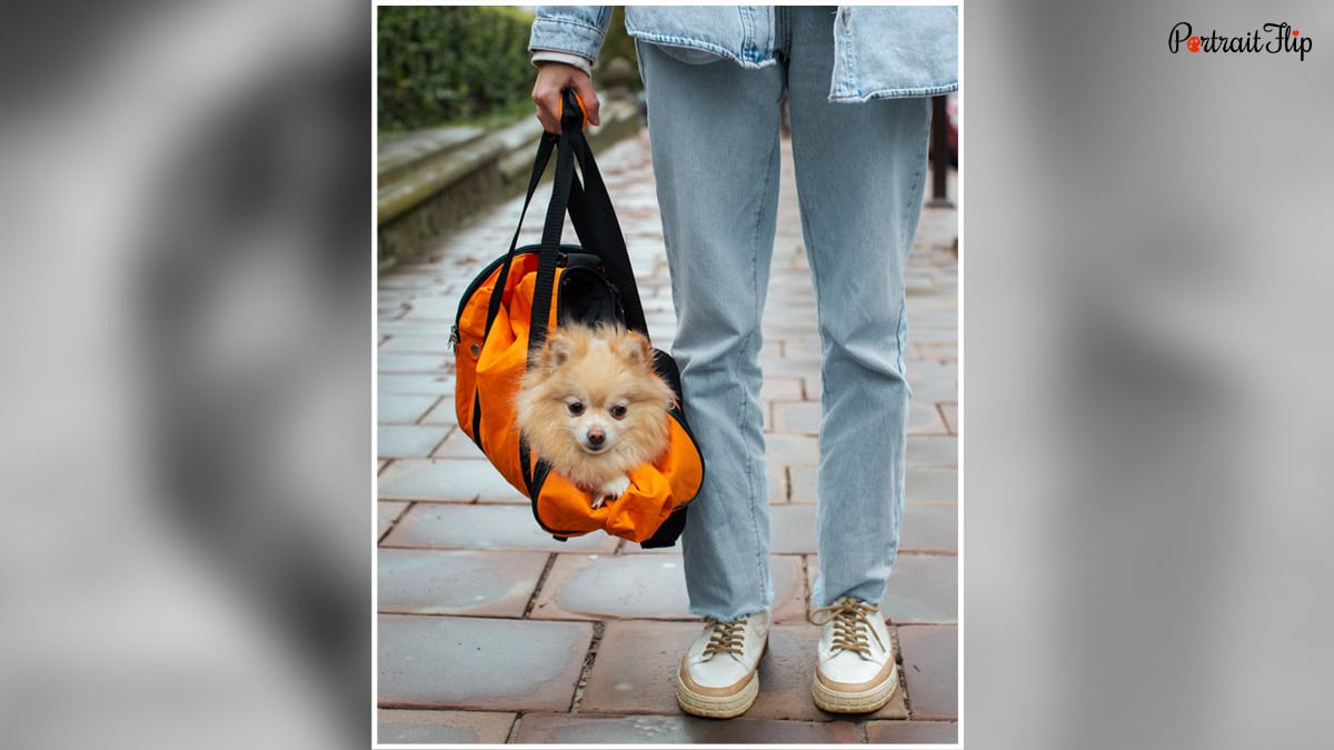 Dog Walking Bag