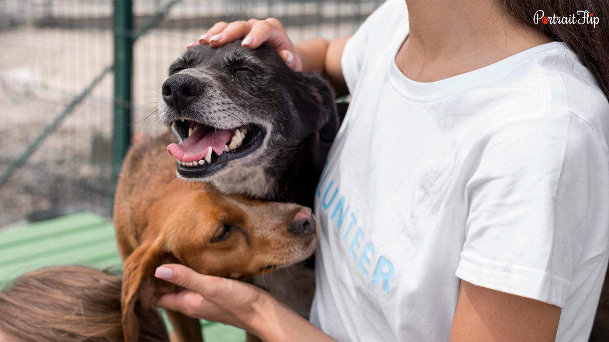 Donation to a Dog Shelter in Their Name