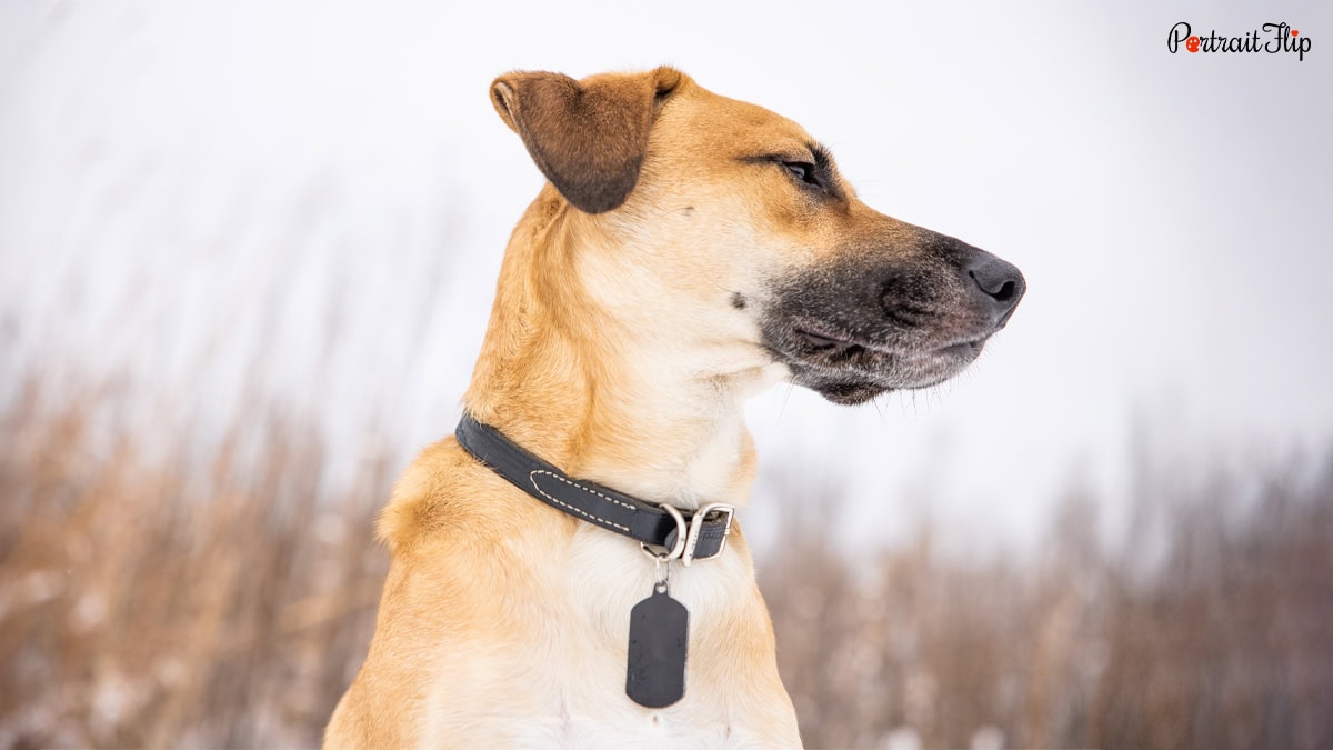 Engraved Dog Tags