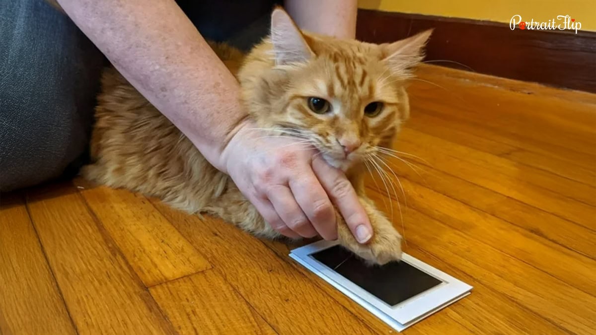 Paw Print Kit
