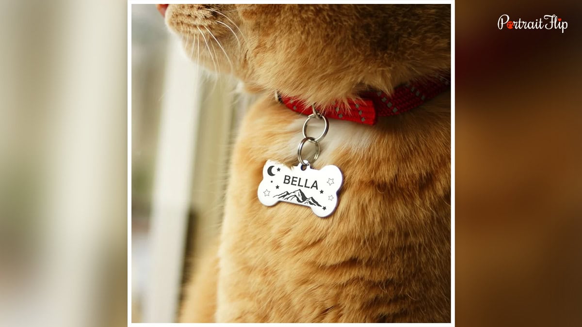 Pet ID Tag