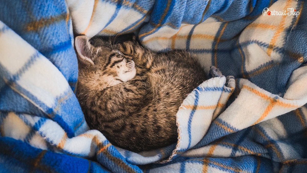 cat blanket