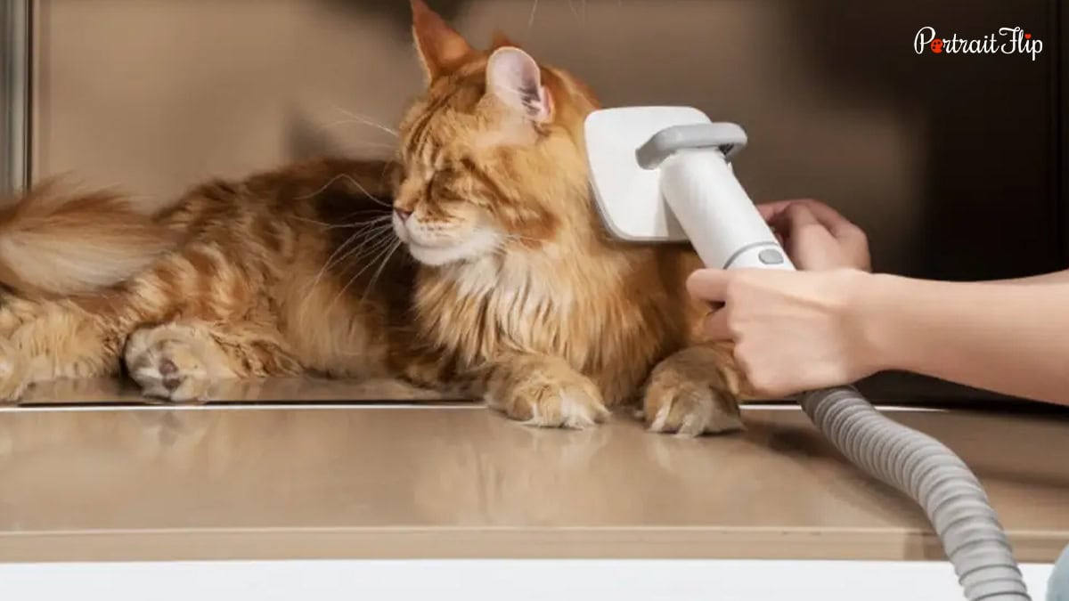 a cat grooming vaccum