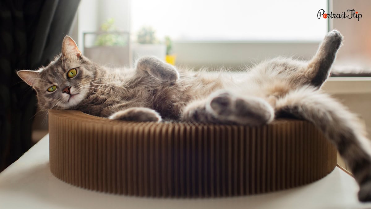 cat bed