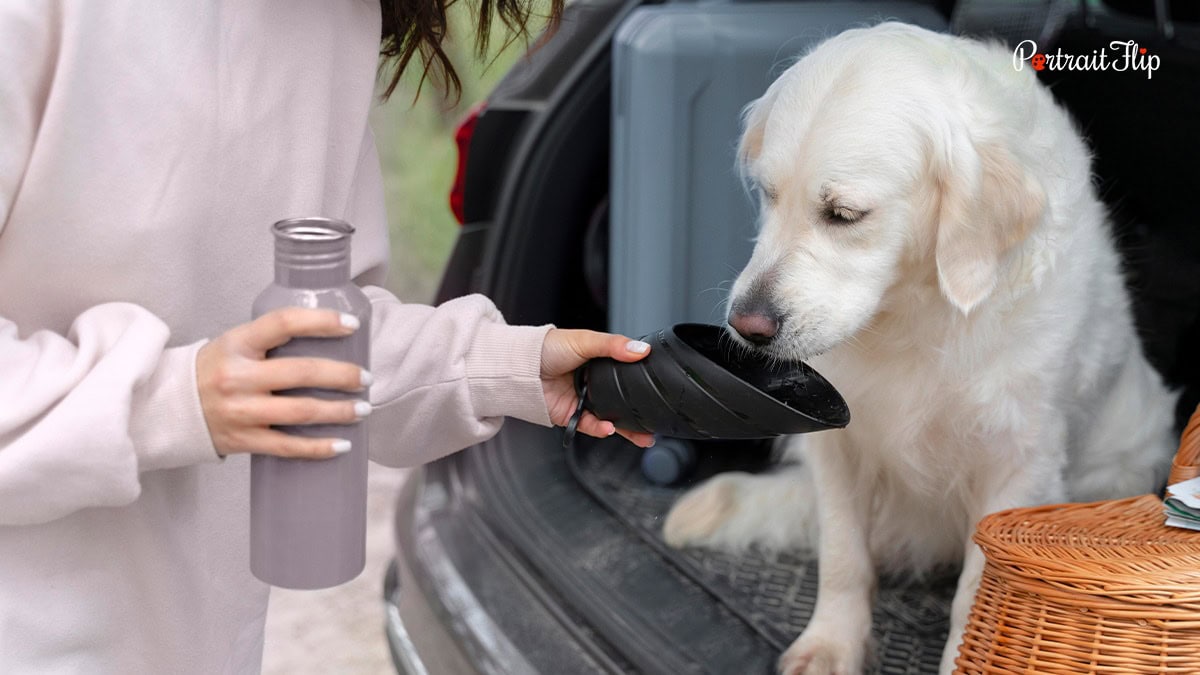 A dog drinking water from the cap