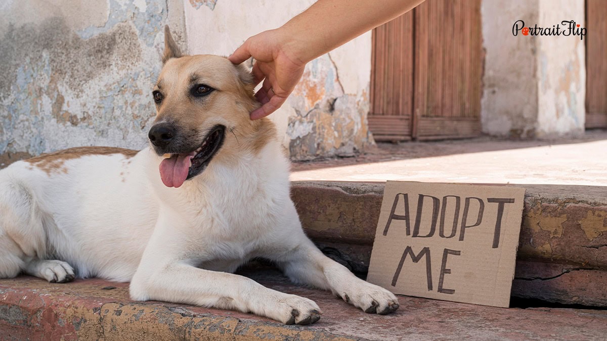 Dog picture with a adopt me board sign