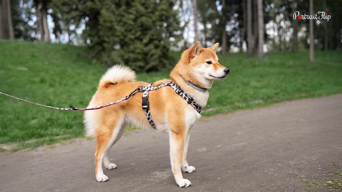 An Expensive Dog Leash