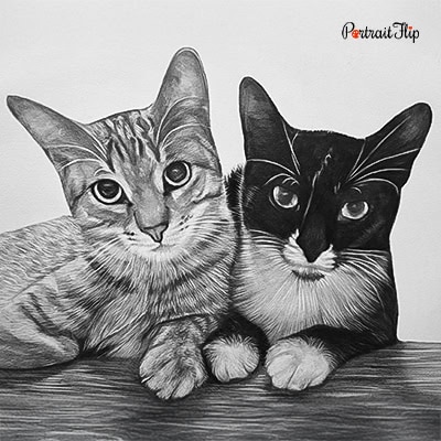 Cat Charcoal Painting