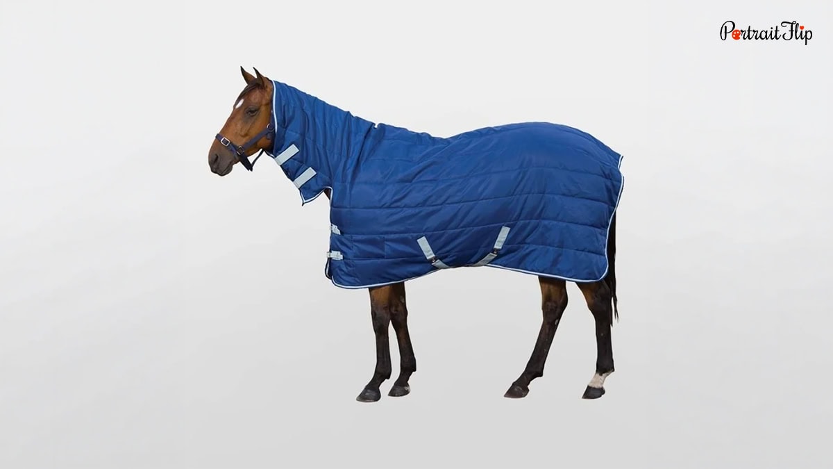A Horse wearing a Blanket