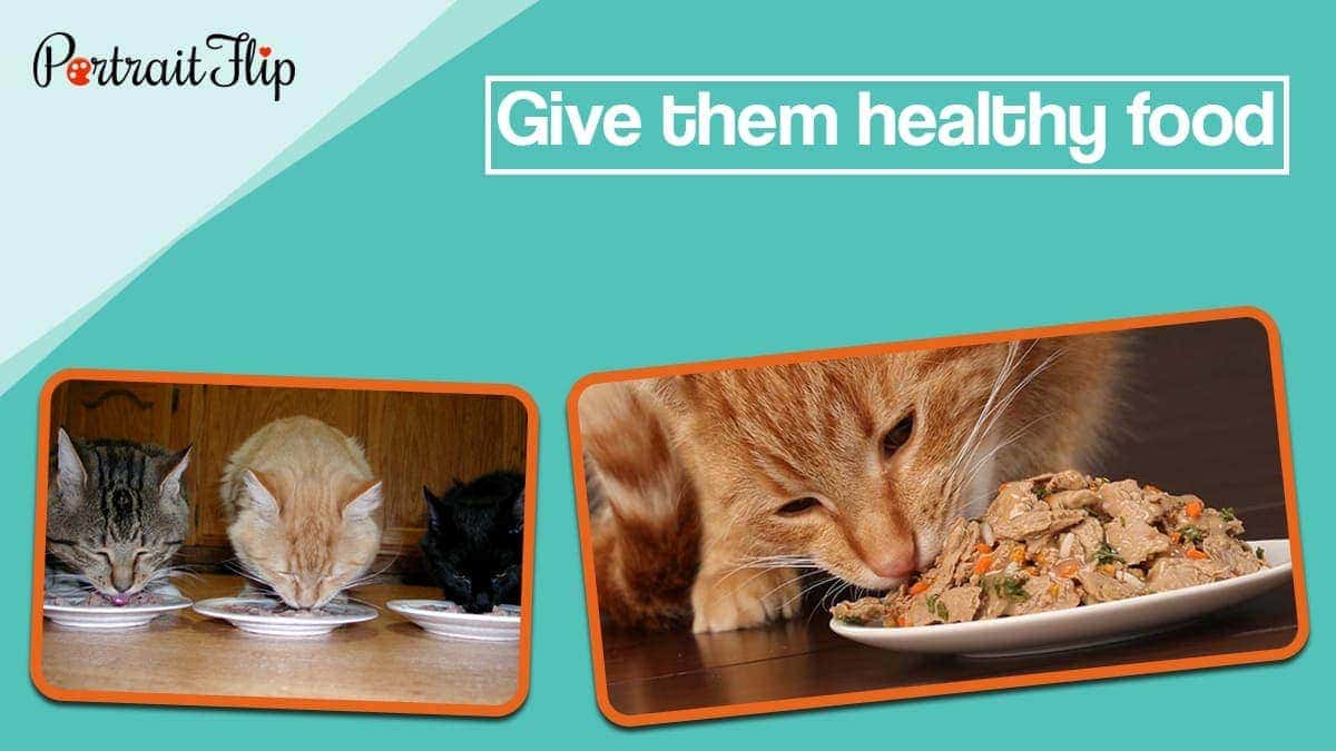 Give them healthy food