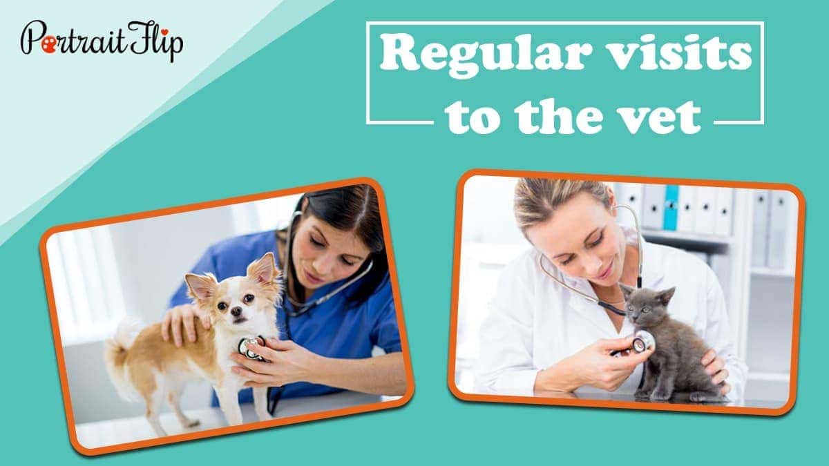 Regular visits to the vet