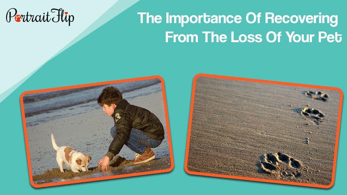 The importance of recovering from the loss of your pet