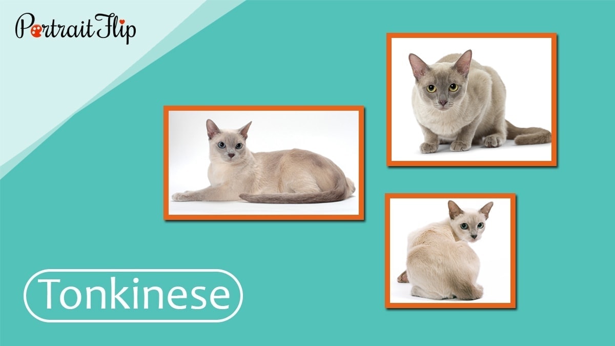 Tonkinese