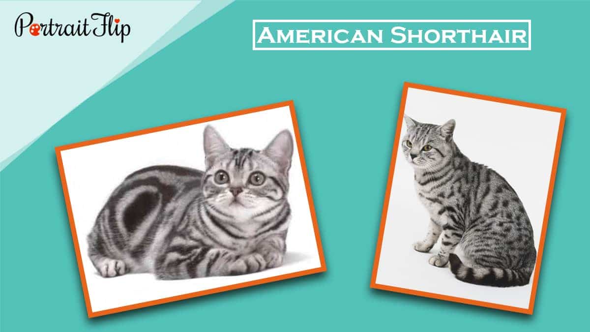 American shorthair