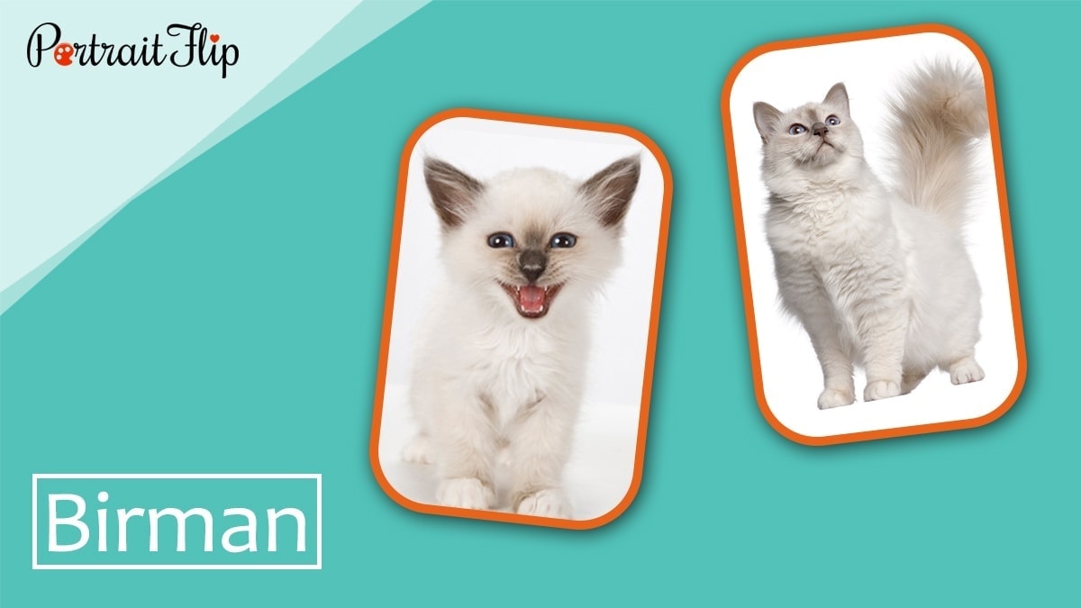 Birman