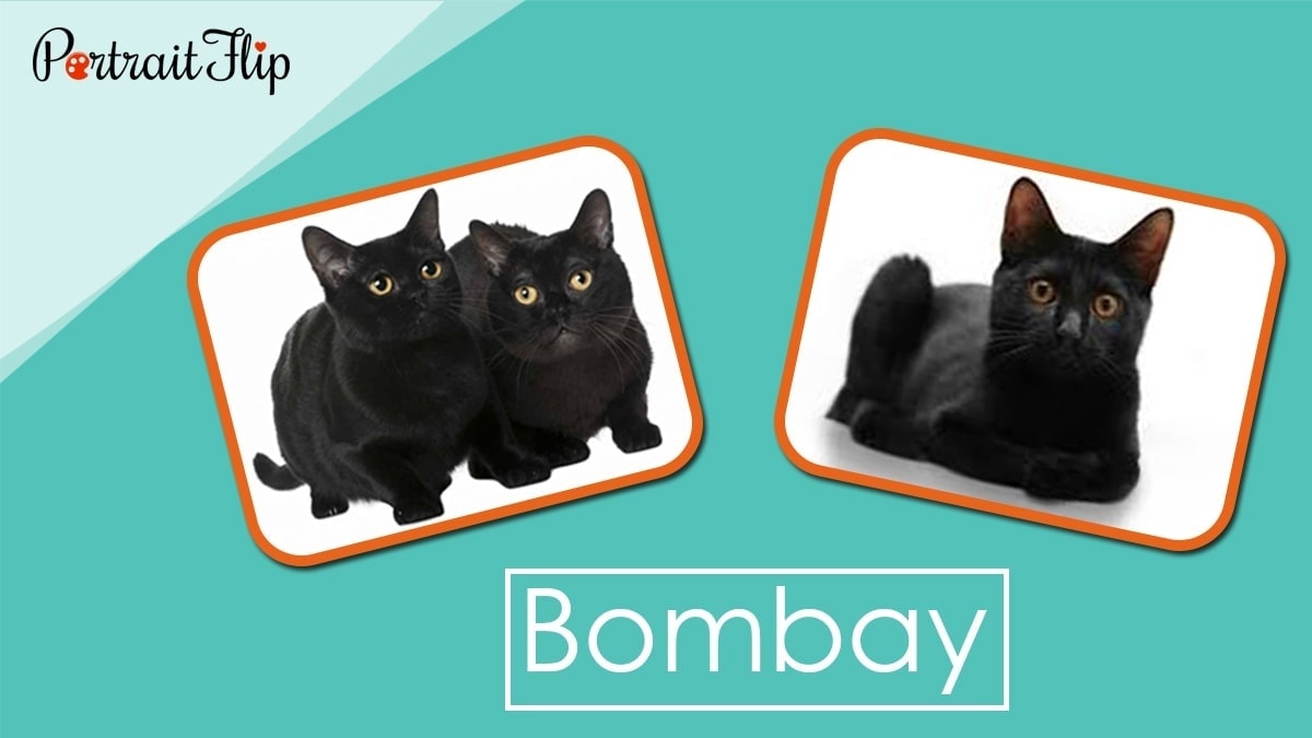 Bombay