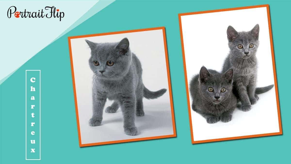 Chartreux