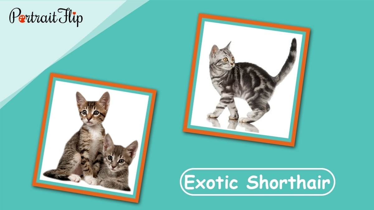 Exotic shorthair