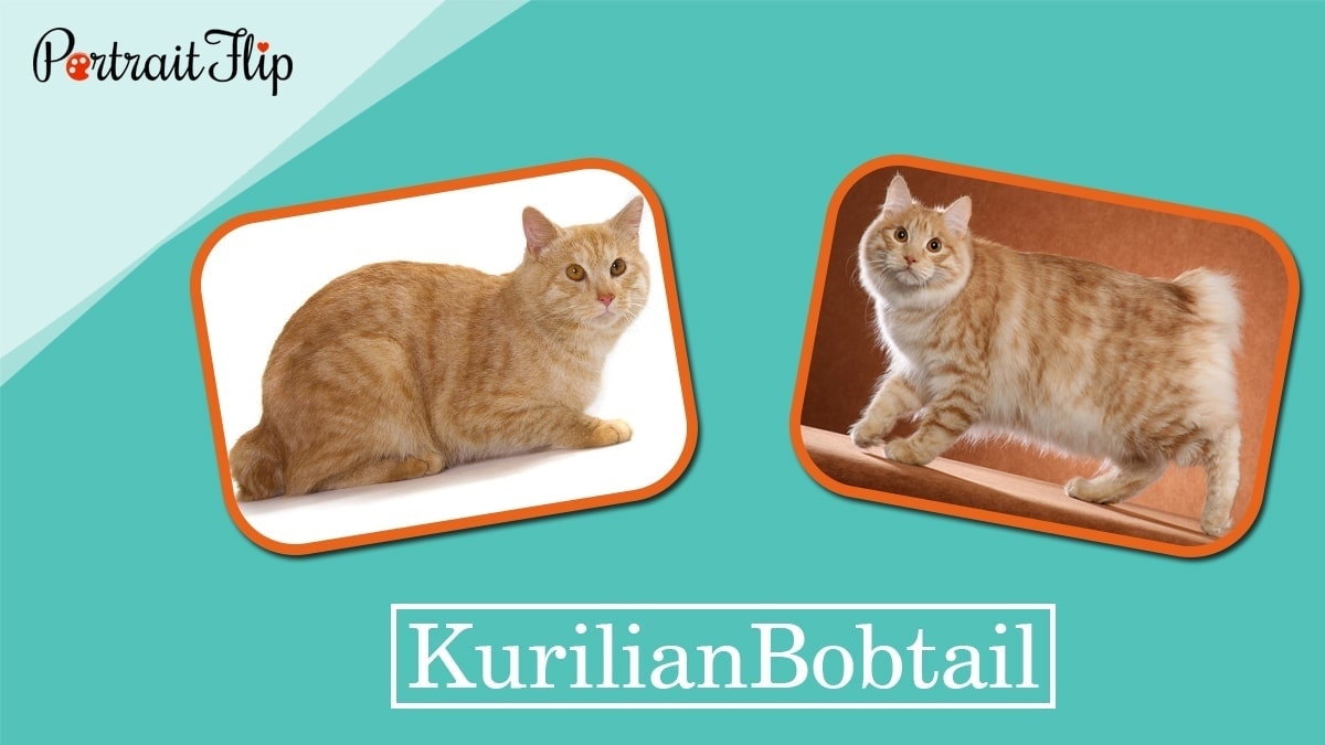 Kurilian bobtail
