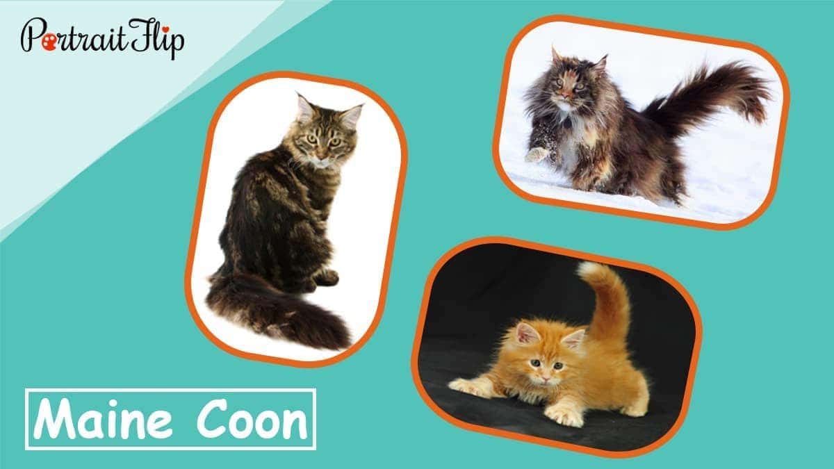 Maine coon