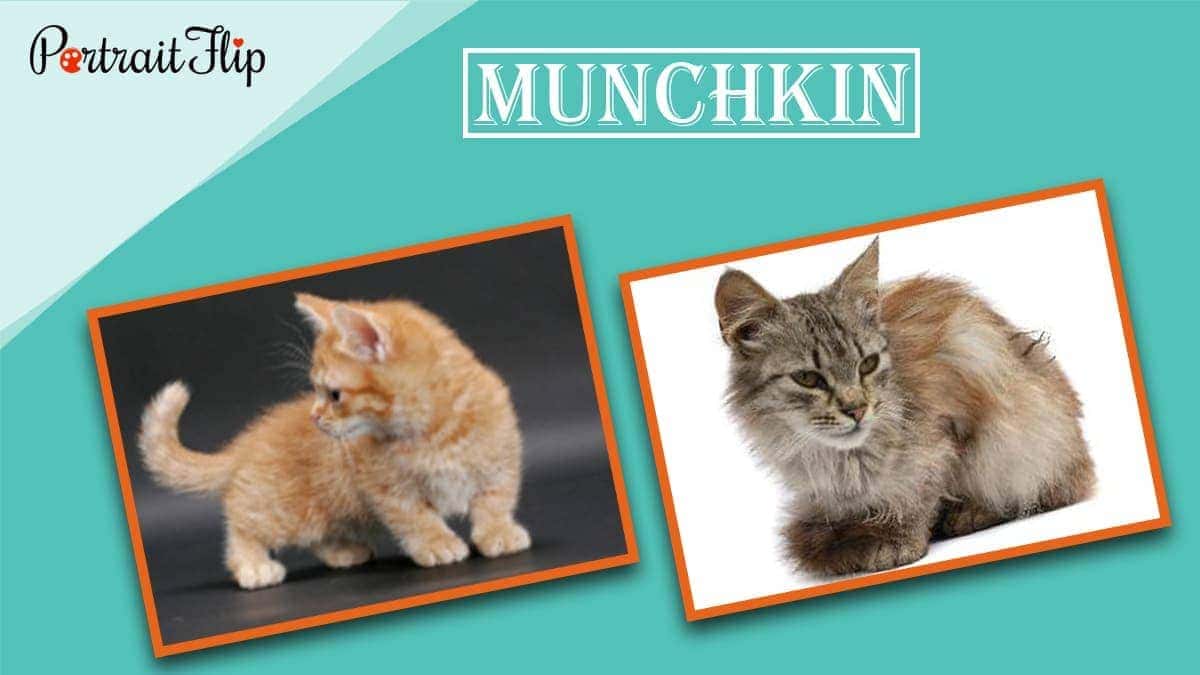 Munchkin