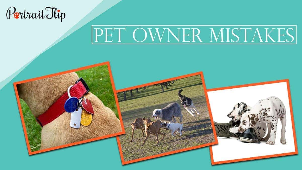 Pet owner mistakes