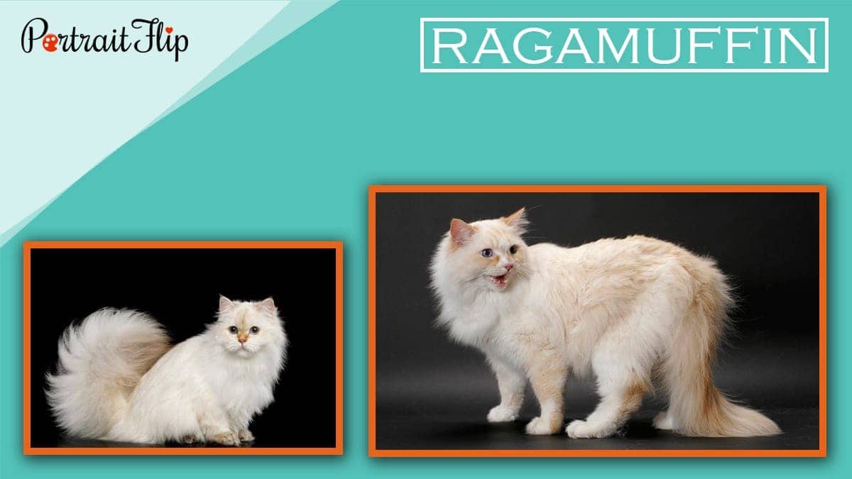 Ragamuffin