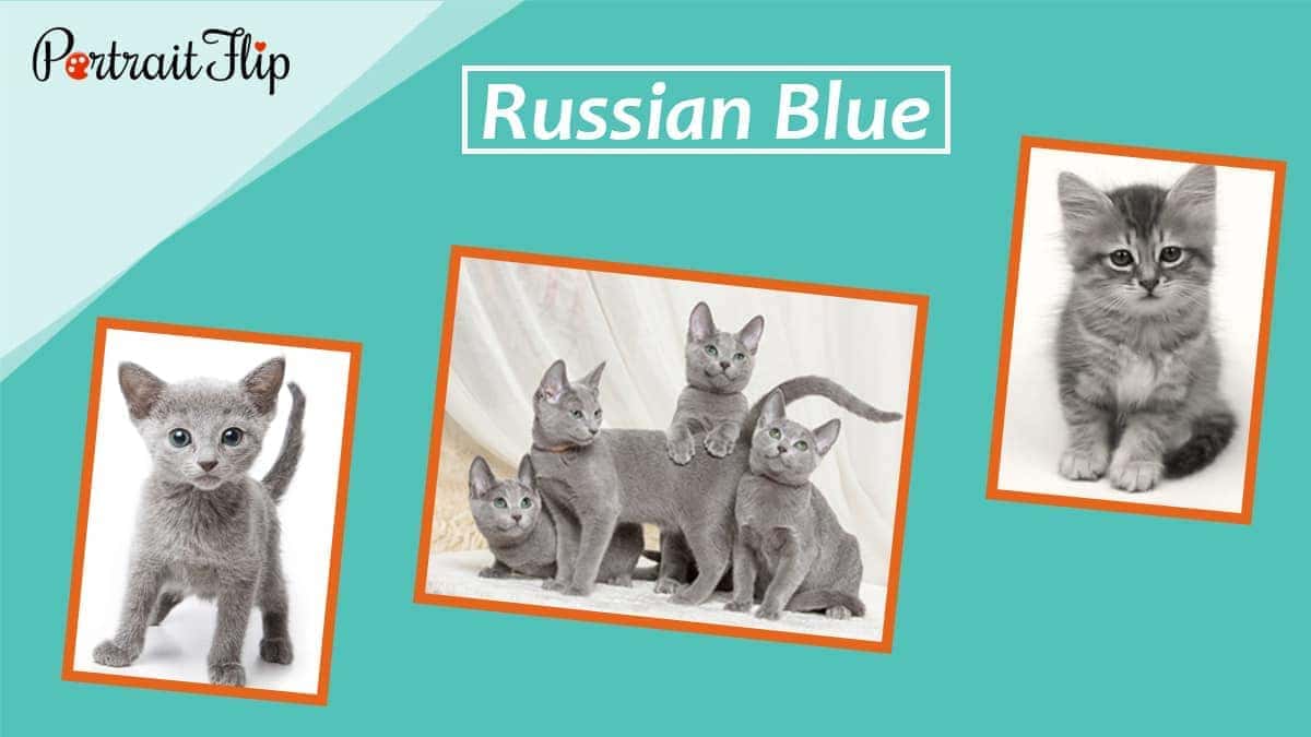 Russian blue