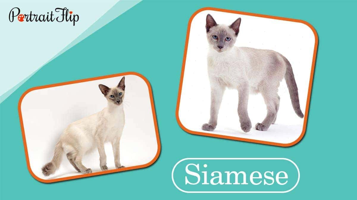 Siamese