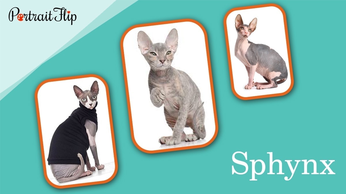 Sphynx